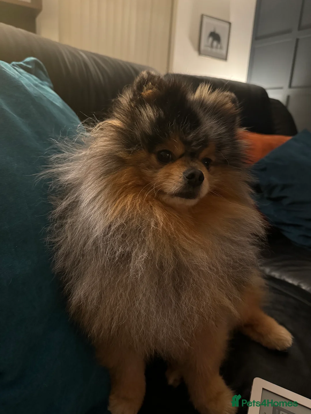 Pomeranian dogs for stud: Stunning Blue Merle Pomeranian Stud Available in Derby - Advert 14