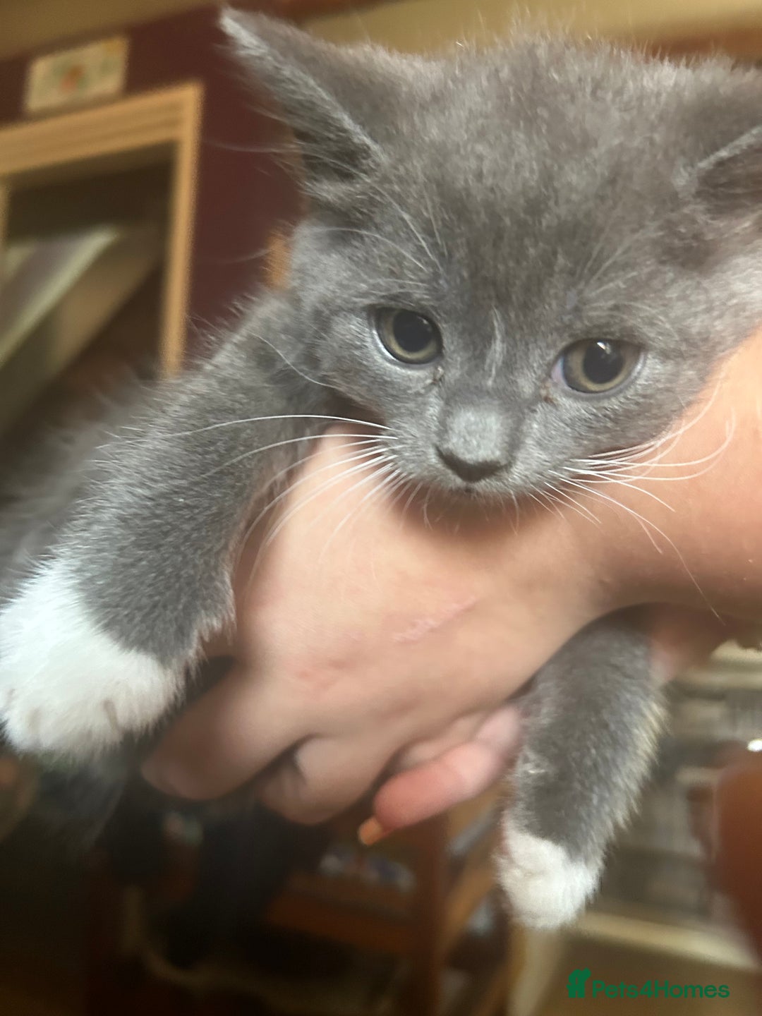 Mixed Breed cats for sale: Blue male with white socks  - Image 5