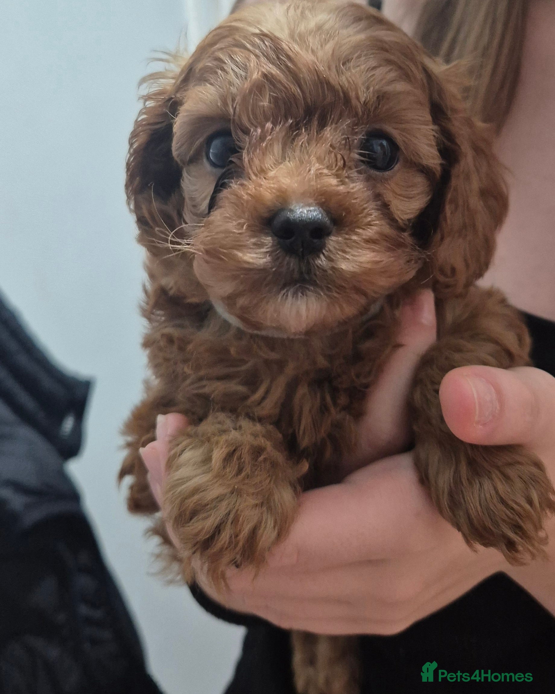 Cavapoo dogs READY NOW TOY CAVAPOO HEALTH TESTED 1 TINY BOY - Advert 9