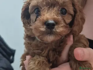 Cavapoo dogs READY NOW TOY CAVAPOO HEALTH TESTED 1 TINY BOY - Advert 9