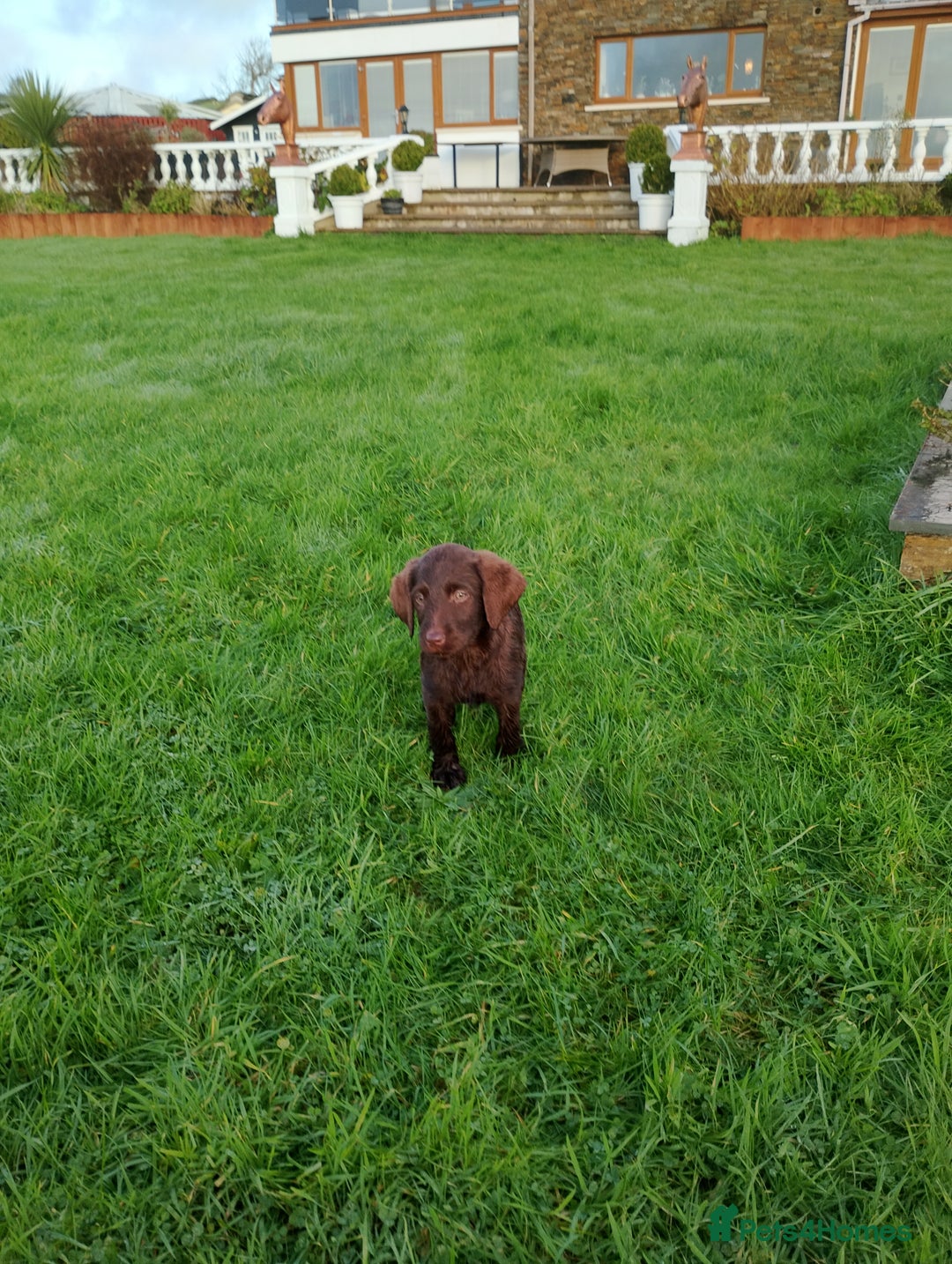 Labradoodle dogs for sale: Labradoodle puppies - Advert 16