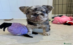 French Bulldog dogs for sale: Visual Fluffy French Bulldogs x 4 Male - Advert 29