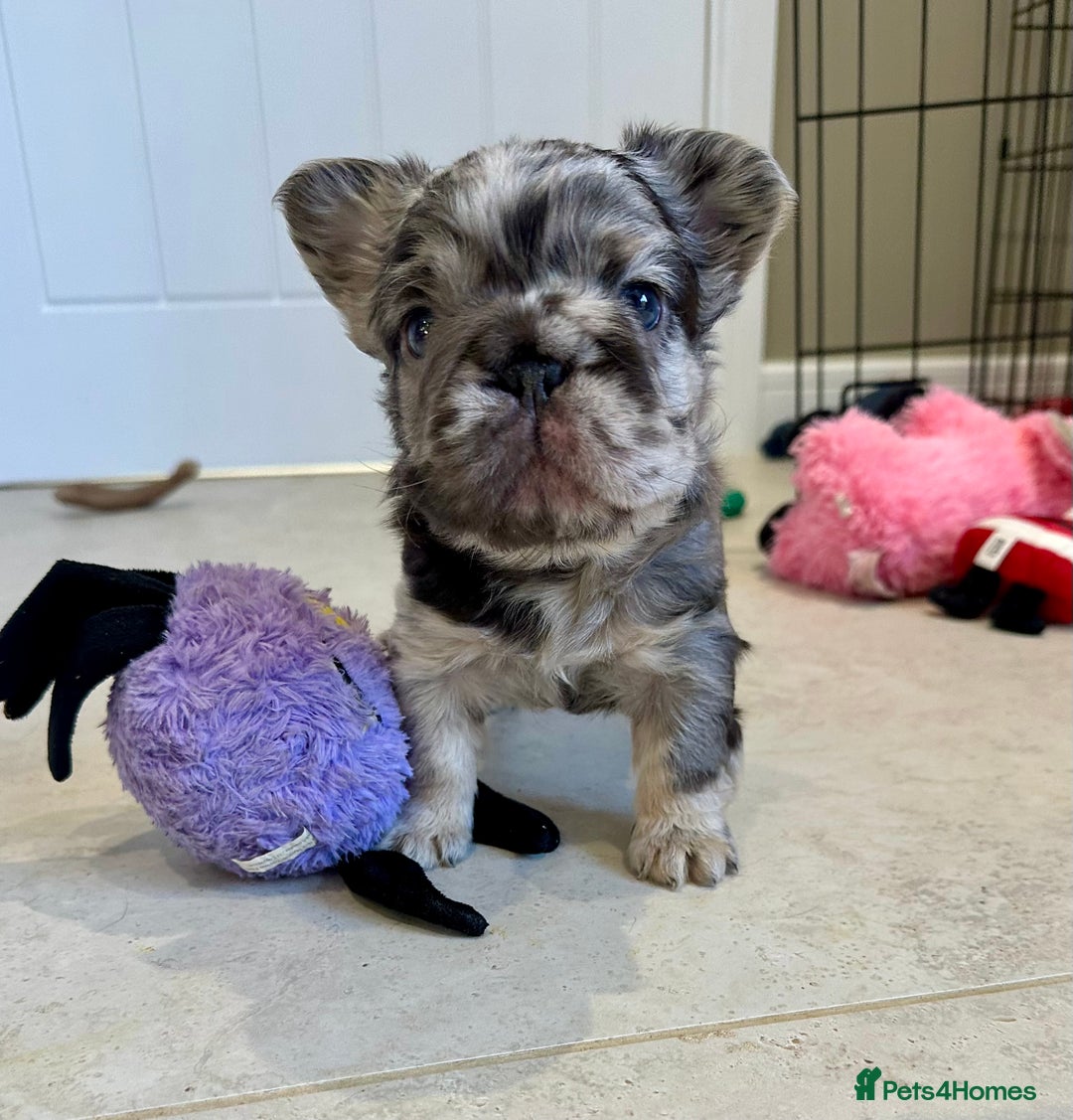 French Bulldog dogs for sale: Visual Fluffy French Bulldogs x 4 Male - Advert 29