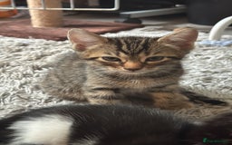 British Shorthair cats for sale: Kittens Ready to go  - Image 3