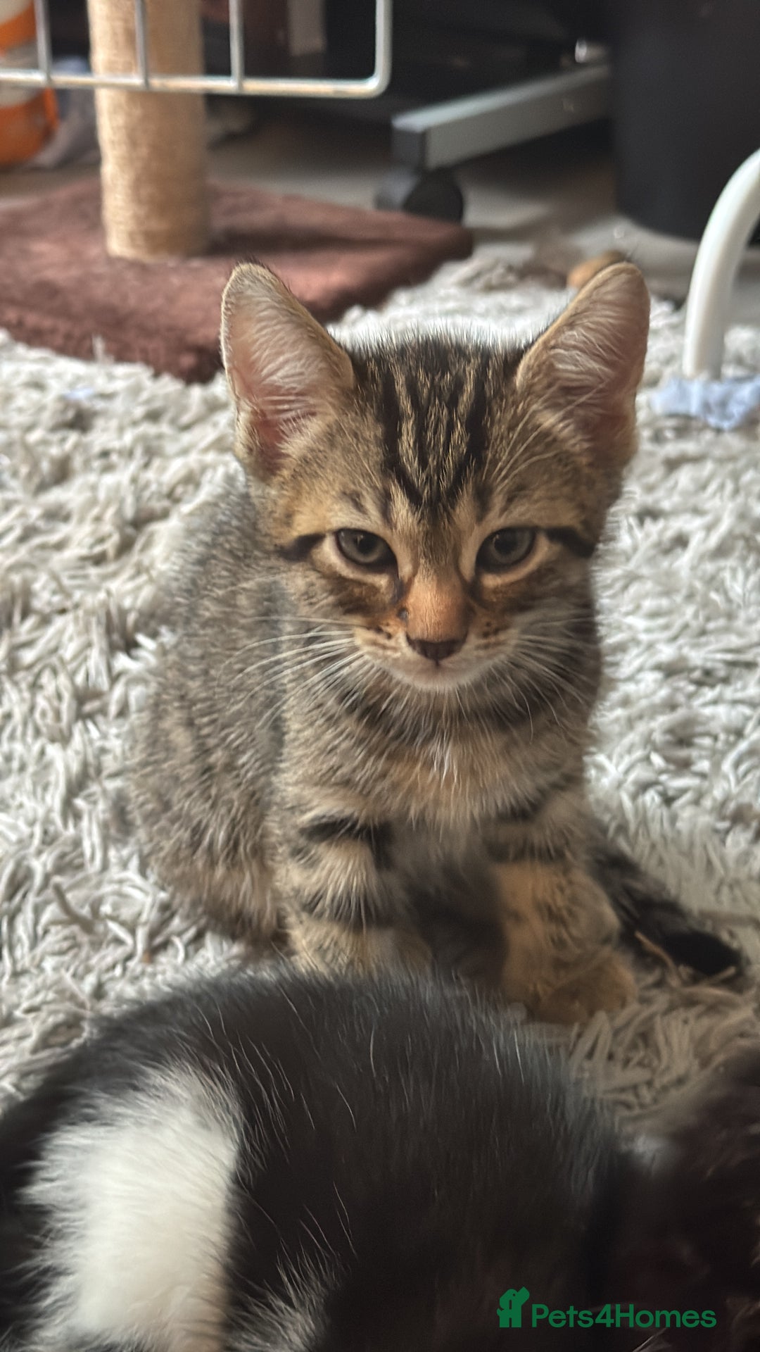 British Shorthair cats for sale: Kittens Ready to go  - Image 3