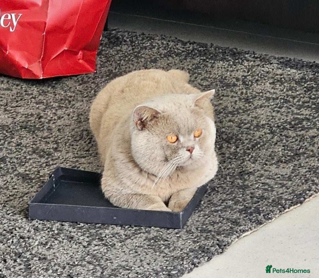 British Shorthair cats for stud: 🩵Stunning lilac British shorthair for stud 🩵 - Image 2