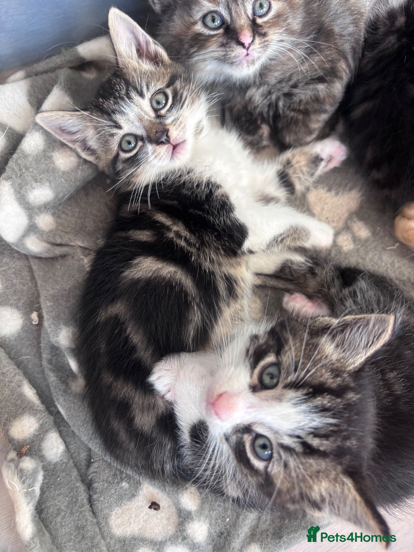 Mixed Breed cats for sale: Beautiful tabby kittens - Advert 2