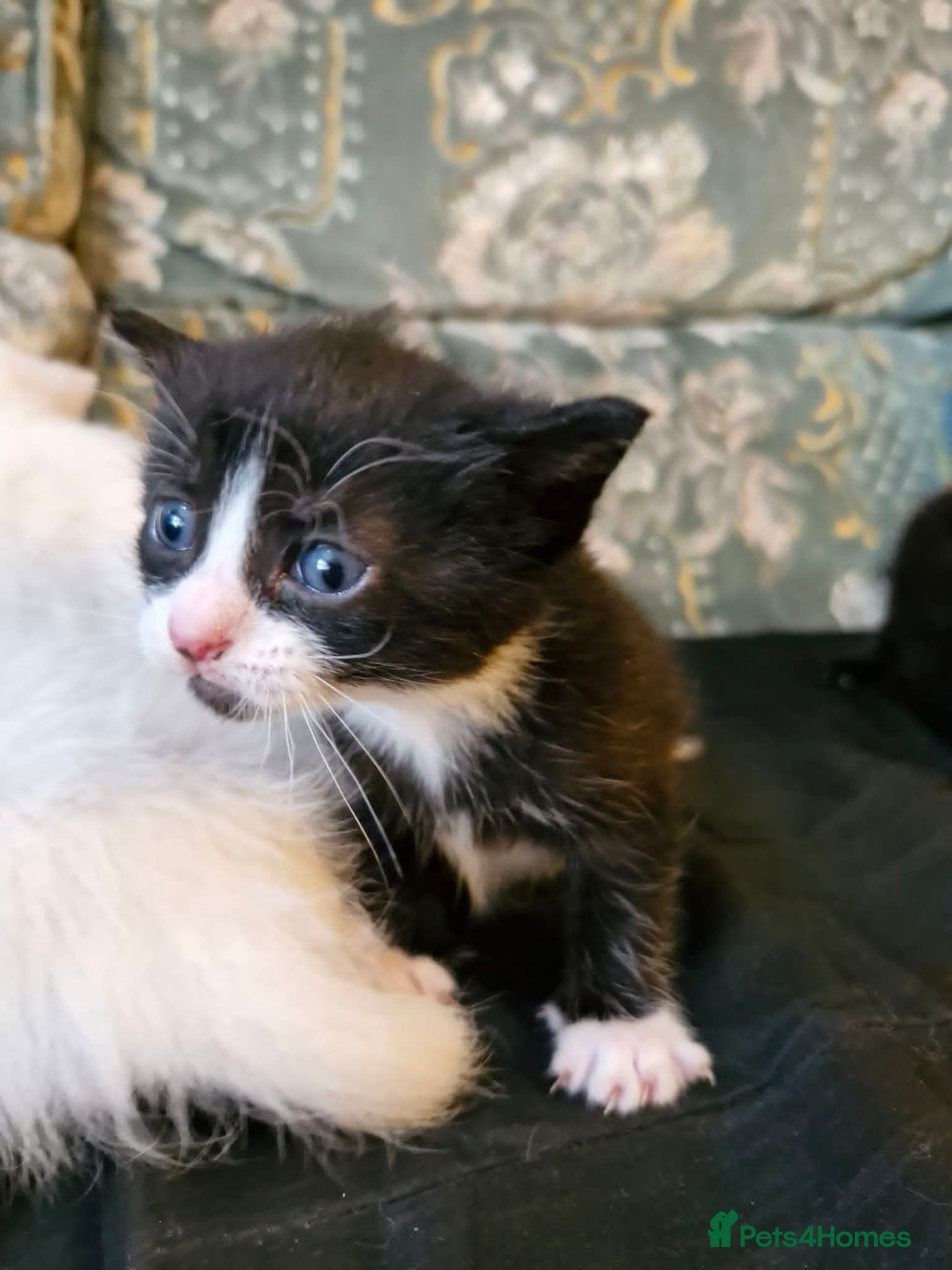 Maine Coon Kitten 5