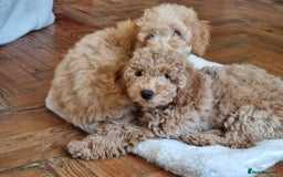 Miniature Poodle dogs for sale: Cafe au lait female miniature poodle - Image 2
