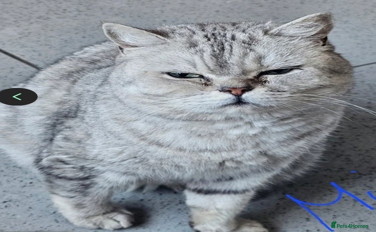 British Shorthair cats - Advert 16
