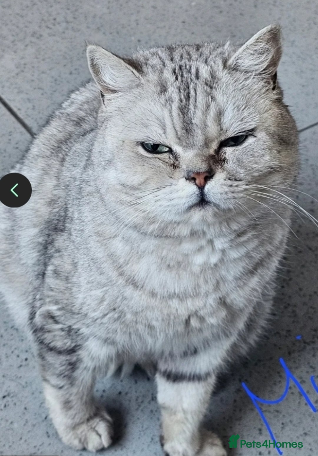 British Shorthair cats for sale: Beautiful female British Shorthair - Image 1