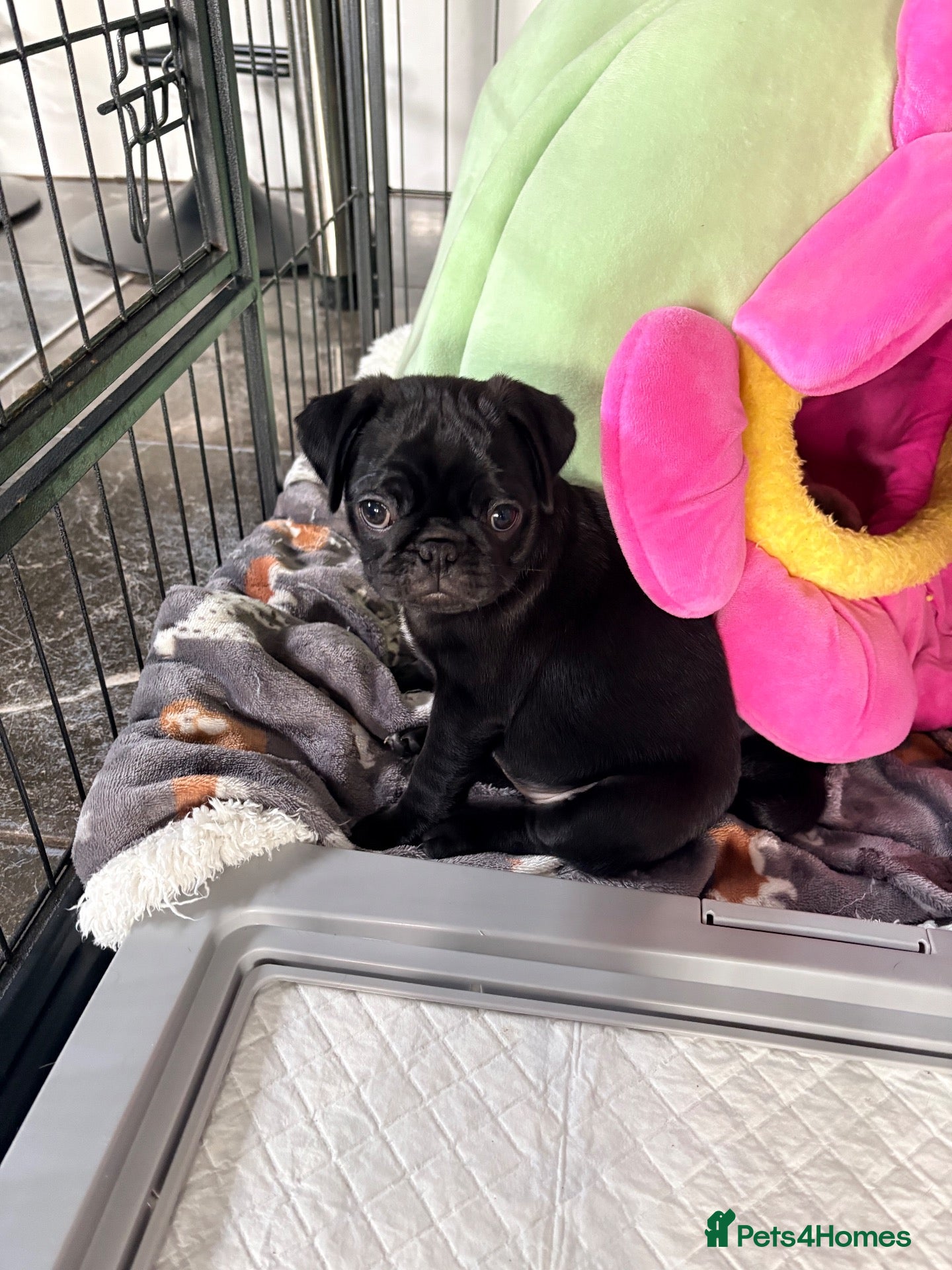 Pug dogs Meet Miss Purple 💜💜💜 black female puppy 8wks :) - Advert 1