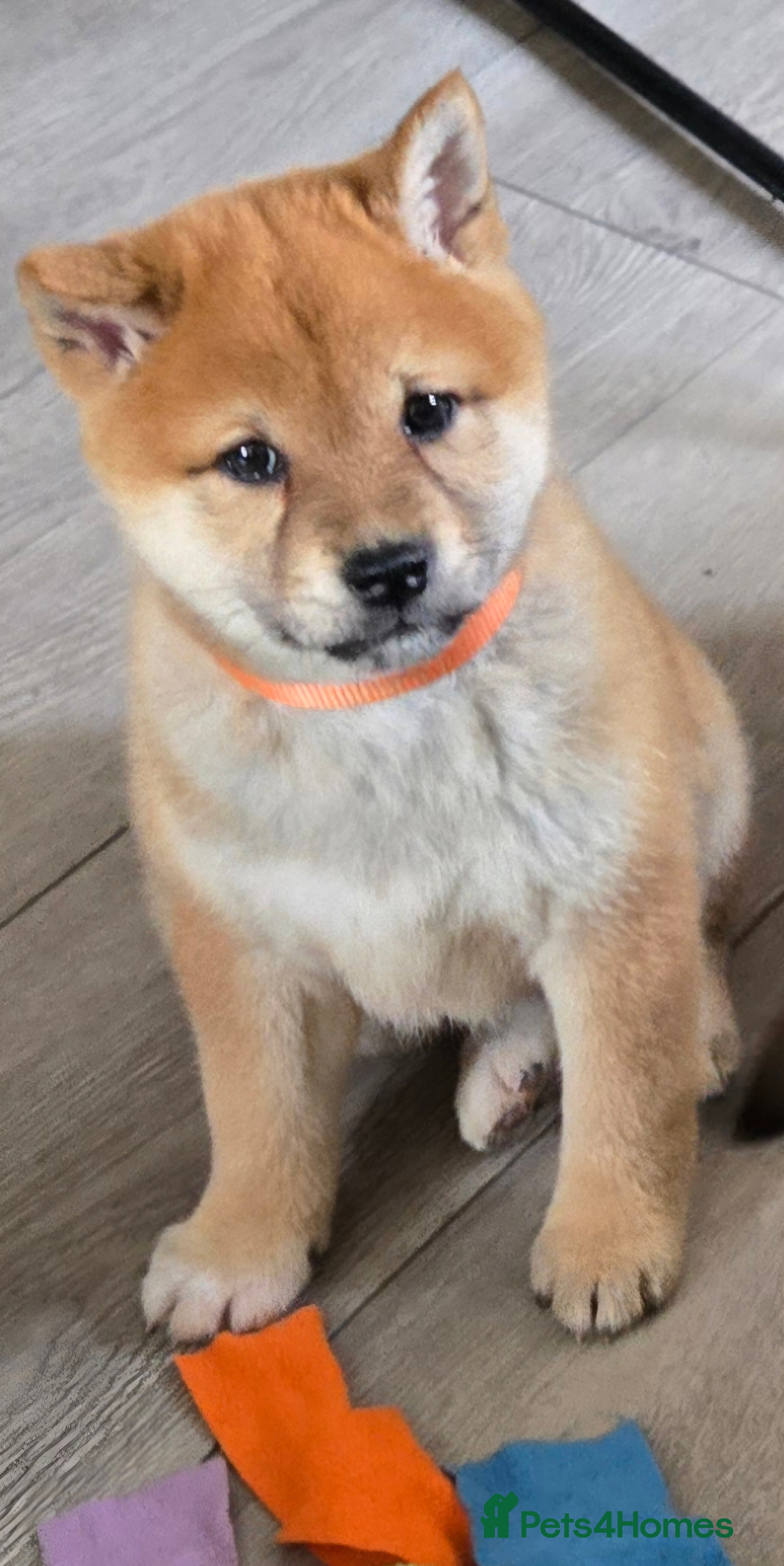Japanese Shiba Inu dogs Stunning little Shibas - Advert 3