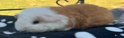 Guinea Pig rodents for sale: Guniea pigs. - Advert 2