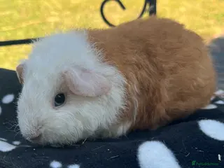 Guinea Pig rodents Guniea pigs. - Advert 1