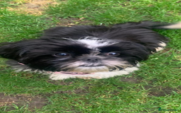 Shih Tzu dogs for sale: Gorgeous Shih Tzu puppy, 4 months old.  - Image 2