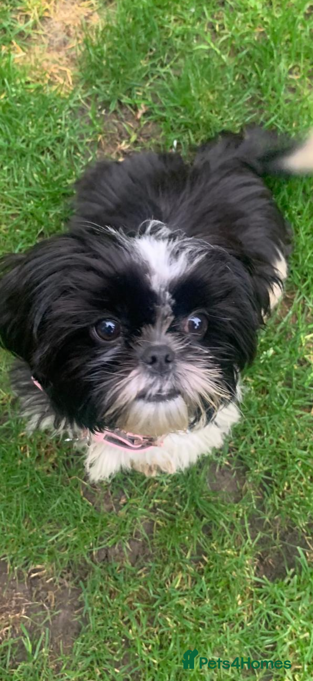 Shih Tzu dogs for sale: Gorgeous Shih Tzu puppy, 4 months old.  - Image 2