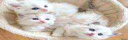 Ragdoll cats for sale: READY NOW ***** INDOOR PEDIGREE RAGDOLL KITTENS - Advert 25