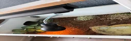 Hermann Tortoise reptiles for sale: Tortoise  in Leeds - Advert 2