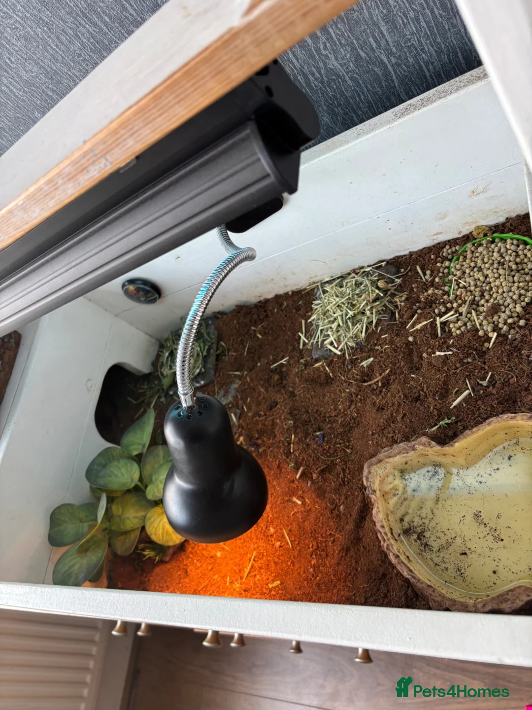 Hermann Tortoise reptiles for sale: Tortoise  in Leeds - Advert 2