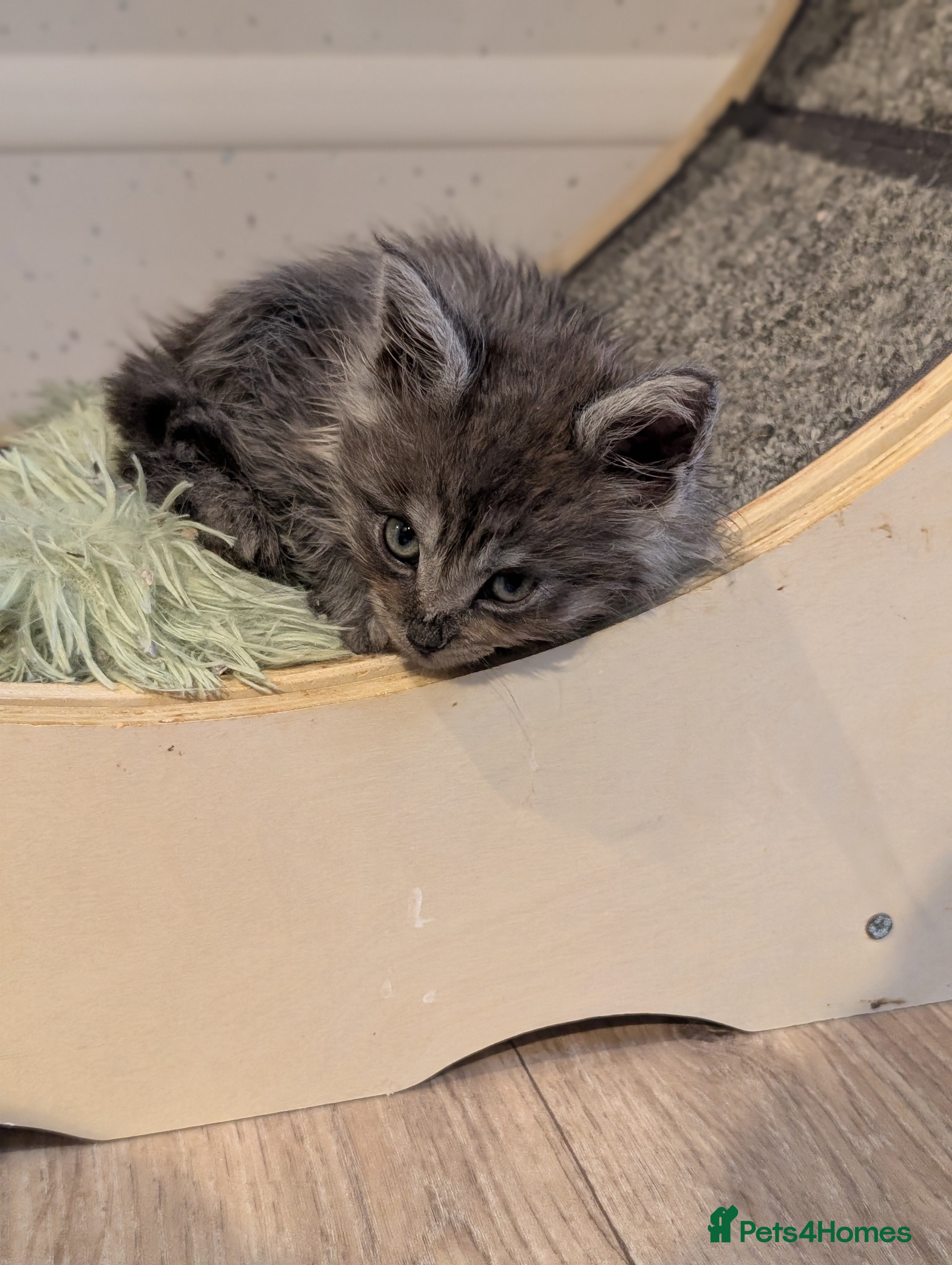 Maine Coon cats Beautiful Pedigree Maine Coon Kittens - Advert 16