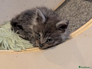 Maine Coon cats Beautiful Pedigree Maine Coon Kittens - Advert 12