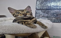 Bengal cats for sale: READY REDUCED TICA Genetic/Health Tested Bengals - Image 2