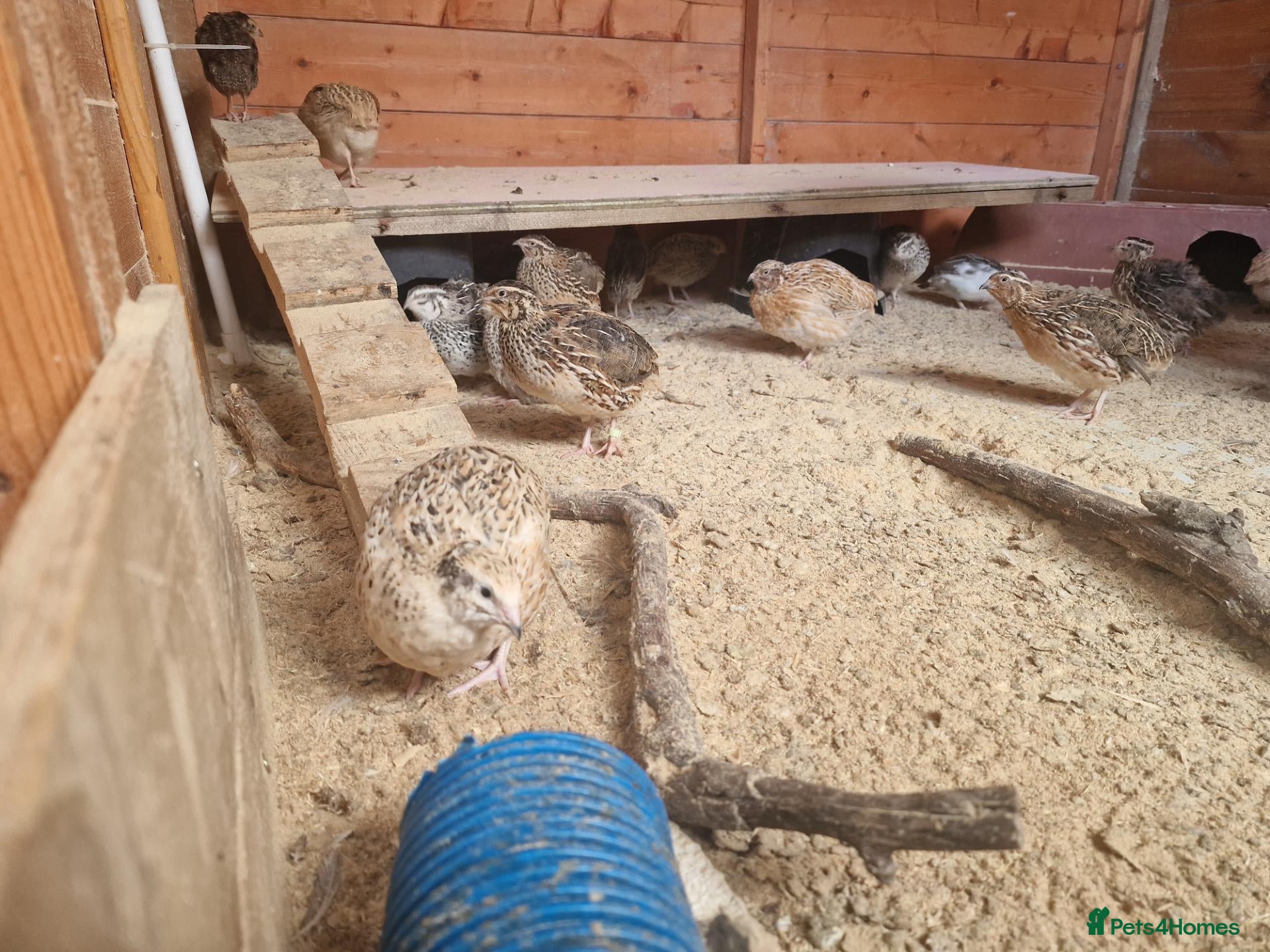Quail poultry 🐣 Coturnix & Jumbo Coturnix Quail Hatching Eggs  - Advert 2