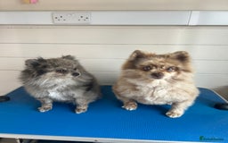Pomeranian dogs for sale: 2 x pomeranians - Image 2