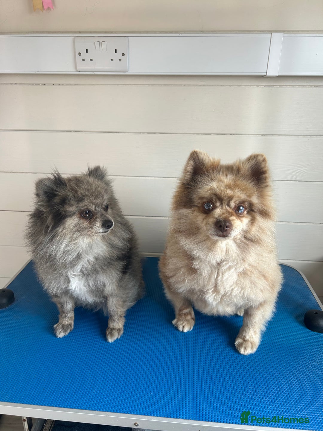 Pomeranian dogs for sale: 2 x pomeranians - Image 2