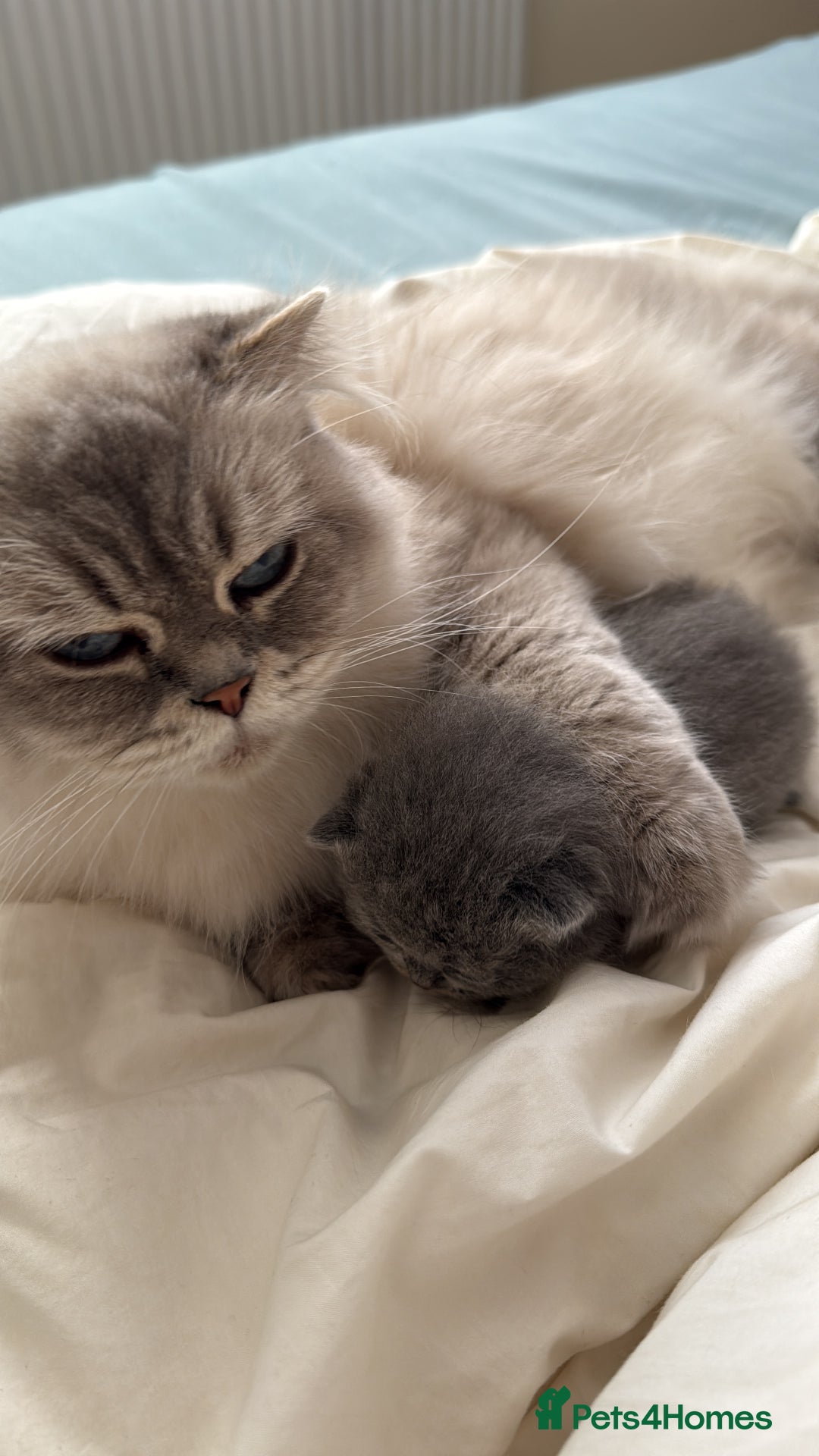 Scottish Fold cats for sale: Scottish fold&straight kittens ready for reservati - Advert 13