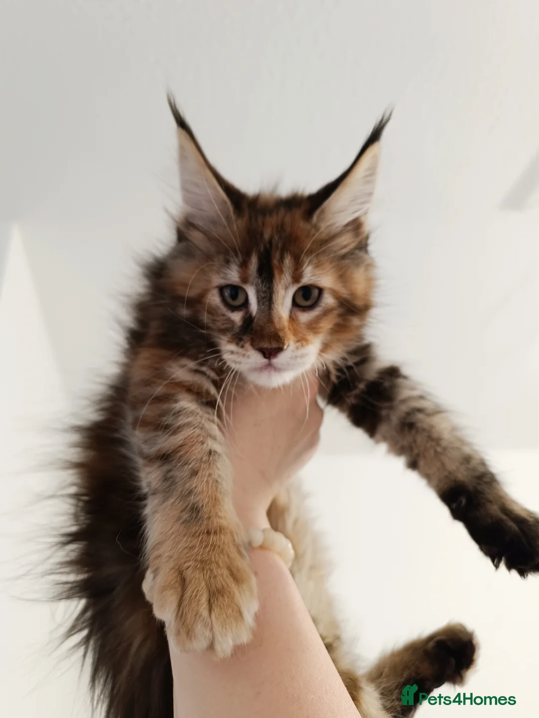 Maine Coon cats for sale: Maine Coon kittens boy and girl  - Advert 9