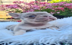 French Bulldog dogs for sale: Big Perm, fluffy and furnished frenchies  - Image 24