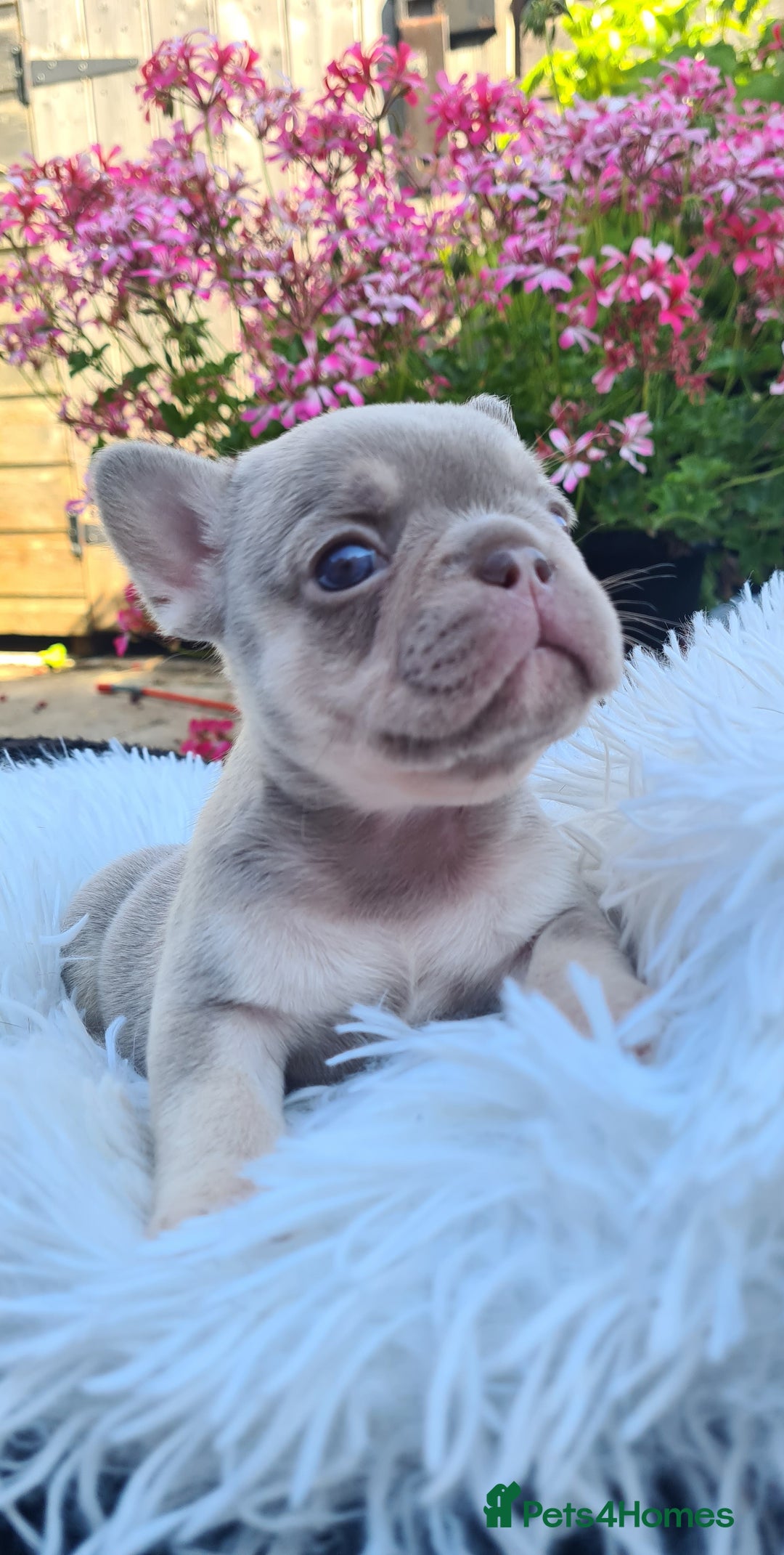 French Bulldog dogs for sale: Big Perm, fluffy and furnished frenchies  - Image 24