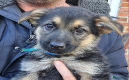 German Shepherd dogs for sale: KC German Shepherd pups LAST 2 BOYS! - Image 7
