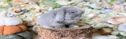 Mini Lop rabbits for sale: Mini lop babies  - Advert 4