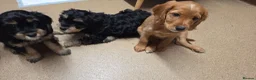 Cavapoo dogs for sale: Cavalier king Charles puppies 9 weeks old in Littlehampton - Advert 4