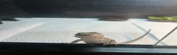 Bearded Dragon reptiles for sale: Baby bearded dragons  in West Bromwich - Advert 2