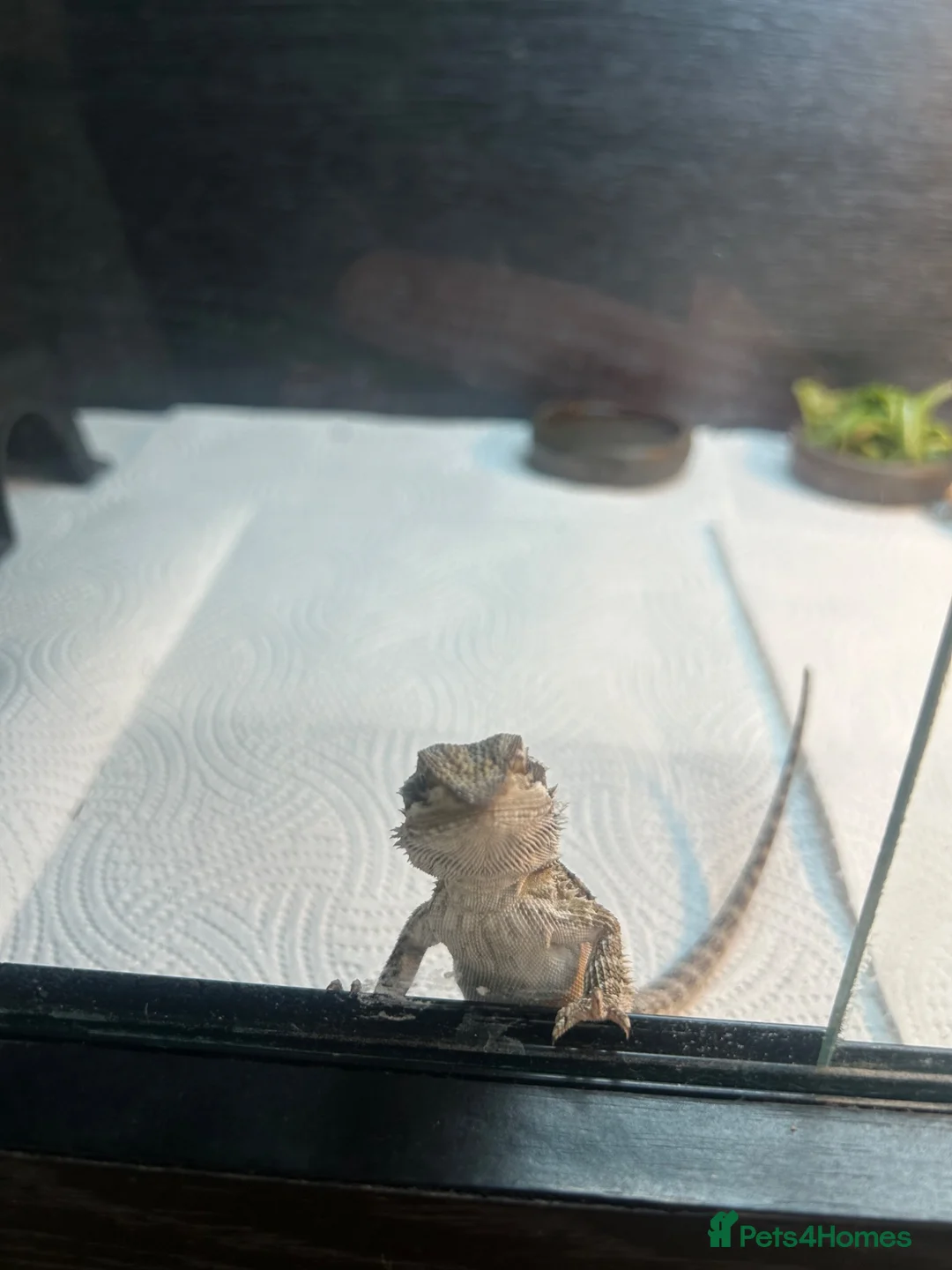 Bearded Dragon reptiles for sale: Baby bearded dragons  in West Bromwich - Advert 2