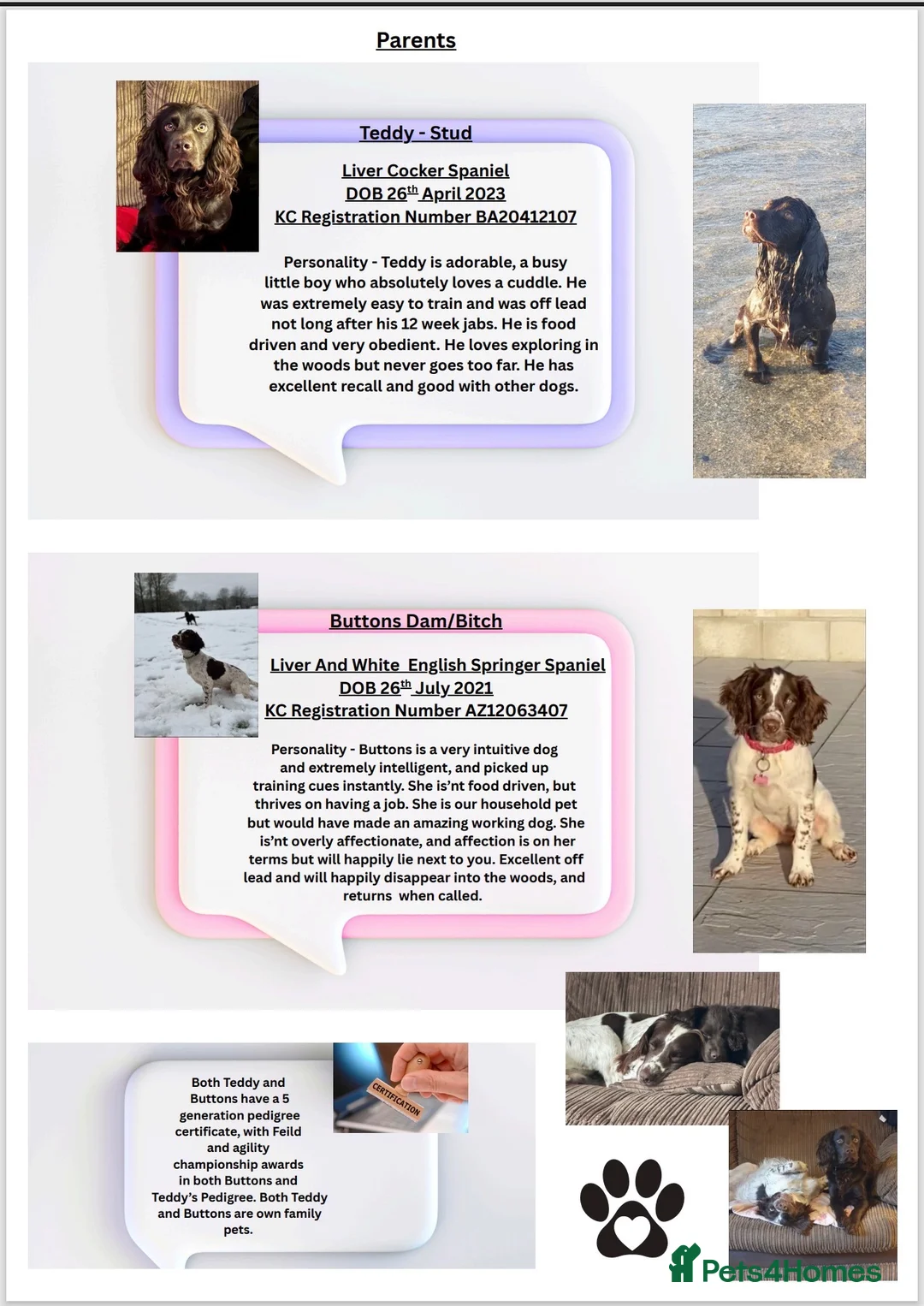Sprocker dogs for sale: F1 Sprocker Puppies Due 9th October. Health tested in Bristol - Advert 2