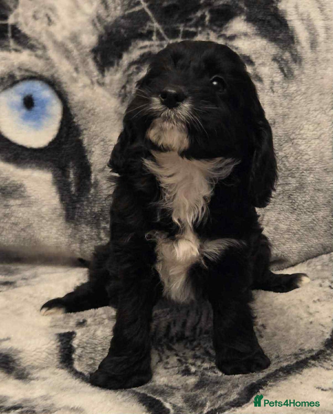 Cockapoo dogs for sale: F1 Merle cockerpoo  - Advert 20