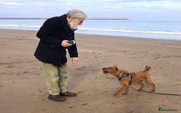 Irish Terrier dogs for sale: Irish Terrier pups expected early December  - Image 16