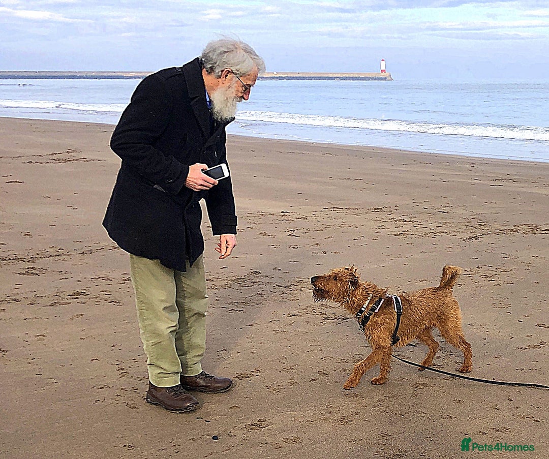 Irish Terrier dogs for sale: Irish Terrier pups expected early December  - Image 16