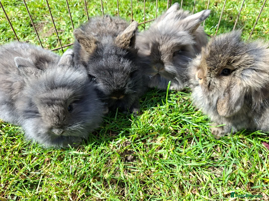 Mixed Breed rabbits for sale: Beautiful baby rabbits - Advert 8