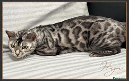 Bengal cats for sale: Silver Spotted Bengal Siblings Haja And Tala - Image 19