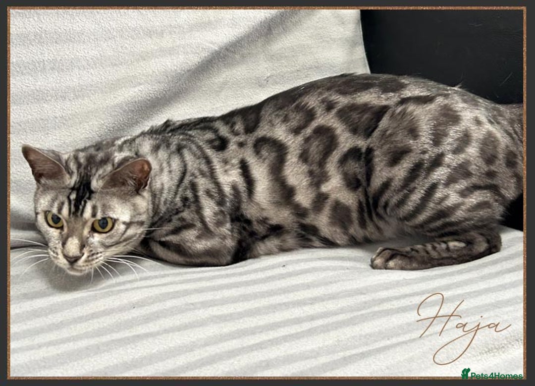 Bengal cats for sale: Silver Spotted Bengal Siblings Haja And Tala - Image 19