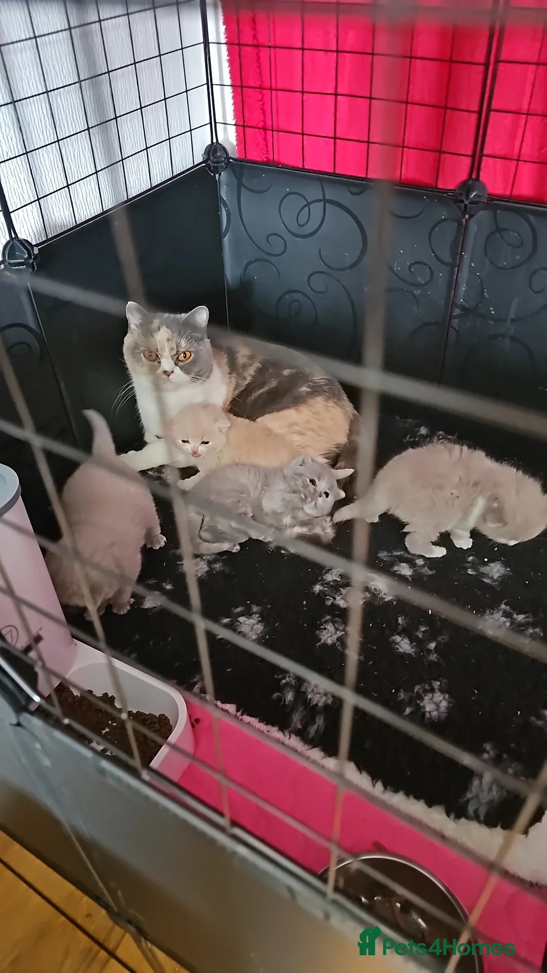 British Shorthair cats for sale: GCCF reg exceptional  - Advert 4