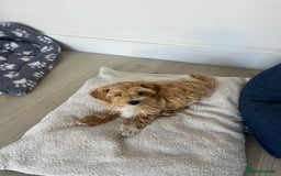 Maltipoo dogs for sale: Beautiful Maltipoo’s LAST LITTLE BOY LEFT - Image 8
