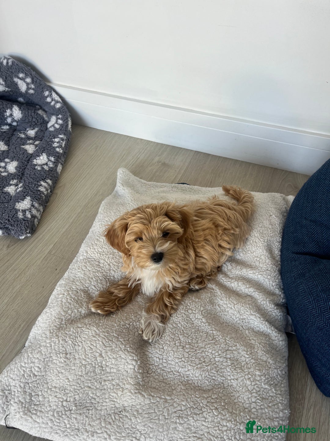 Maltipoo dogs for sale: Beautiful Maltipoo’s LAST LITTLE BOY LEFT - Image 8