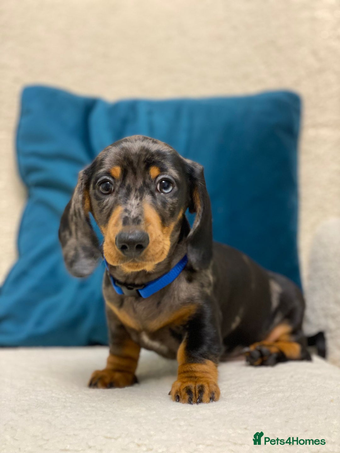 Miniature Dachshund dogs for sale: KC PRA CLR Miniature dachshunds  - Advert 2